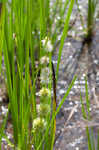 American bur-reed